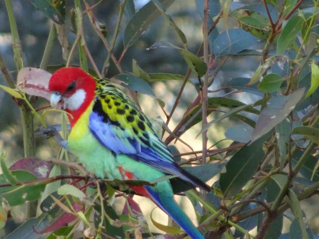 Bensville Blue Gum Cottage On Bay מראה חיצוני תמונה