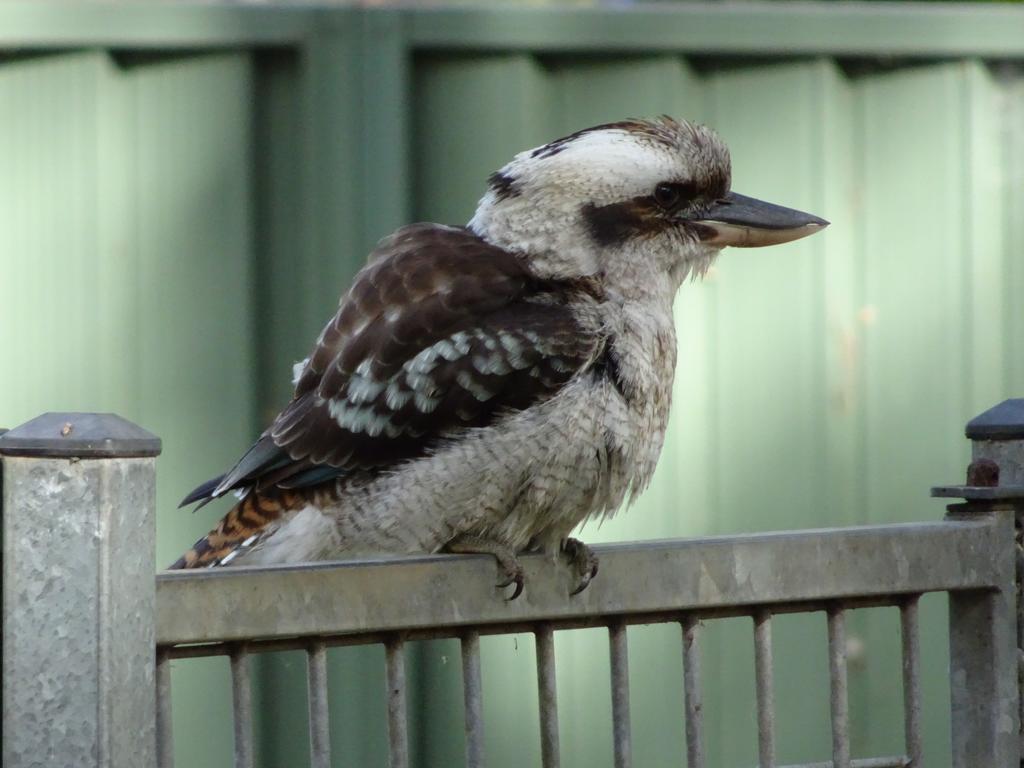 Bensville Blue Gum Cottage On Bay מראה חיצוני תמונה